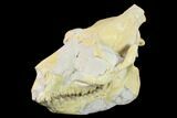 Fossil Oreodont (Merycoidodon) Skull - Wyoming #134353-5